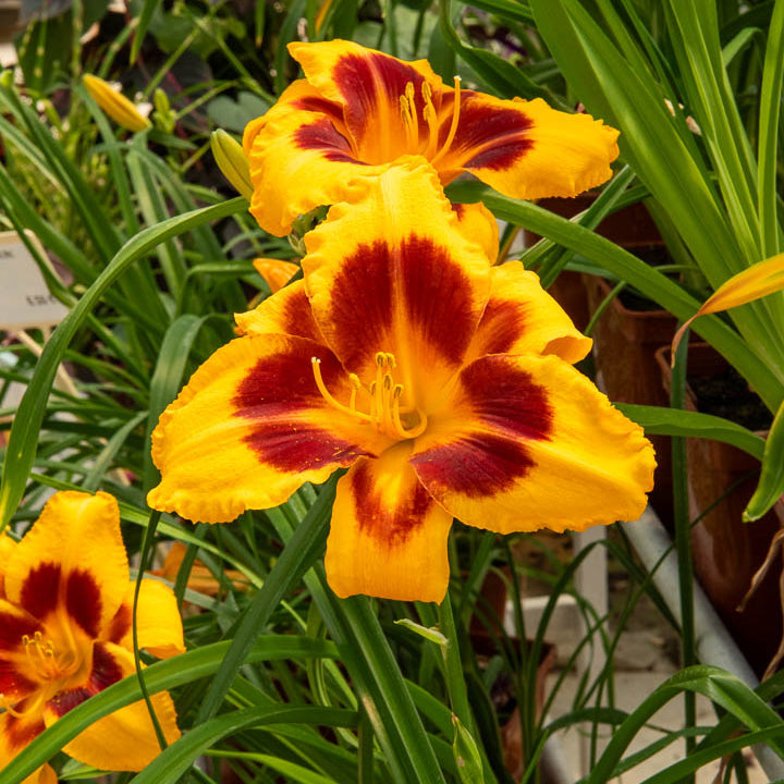 3 Hémérocalles Fooled me Série 500 - Hemerocallis fooled me série 500 - Willemse