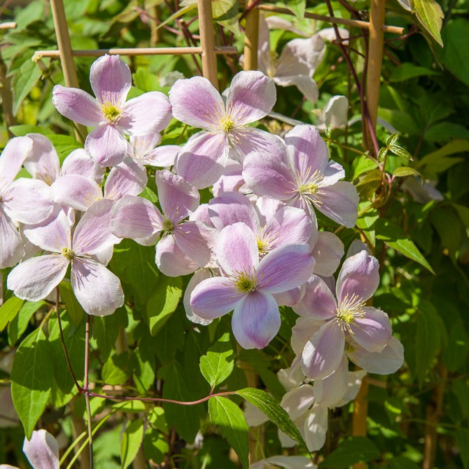 Clématite Montana Mayleen - Promesse de fleurs Clématite Montana Mayleen - Promesse de fleurs