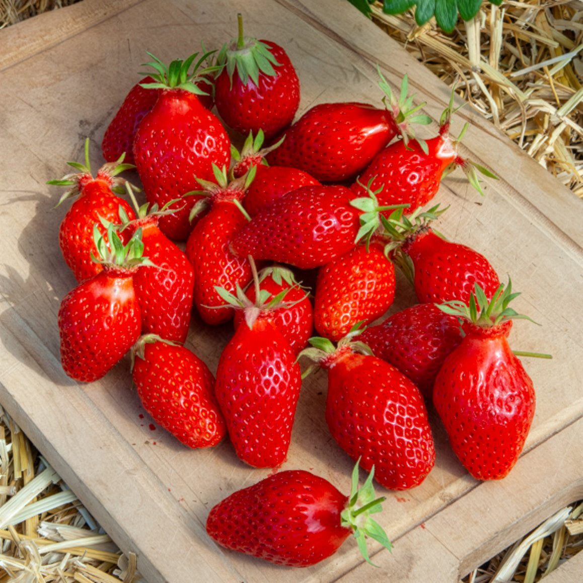 Fraisier Gariguette - Fragaria x ananassa Gariguette - Willemse