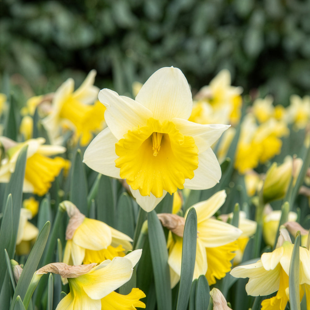 10 Narcisses Goblet - Narcissus goblet - Willemse