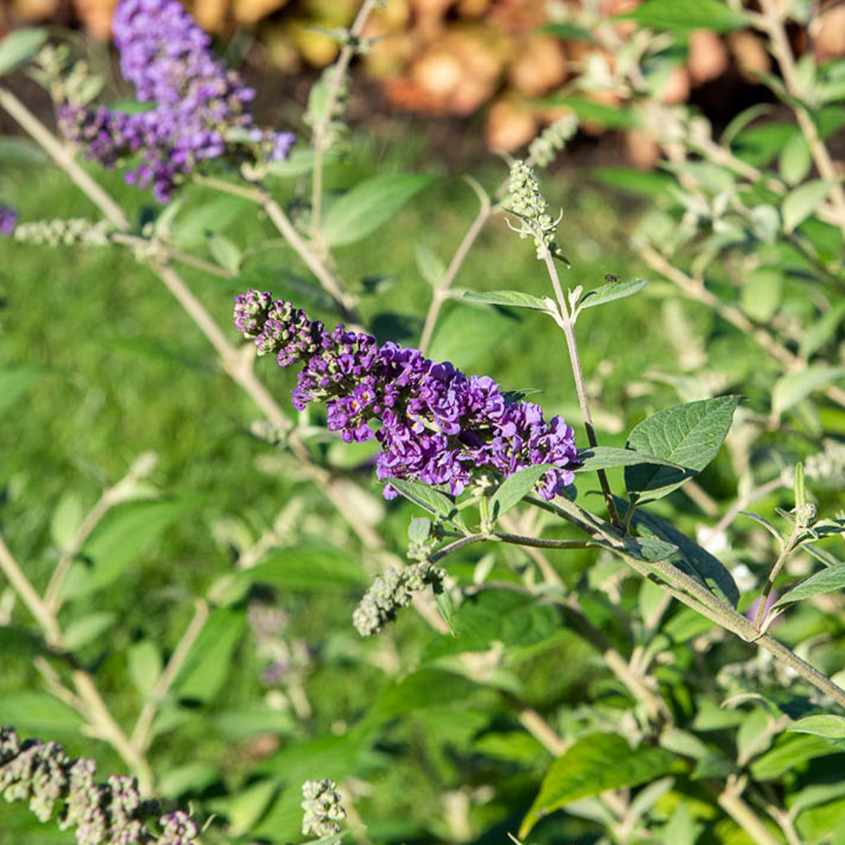 Arbre à papillons Flânerie d'été - Buddleja Summer Lounge - Willemse