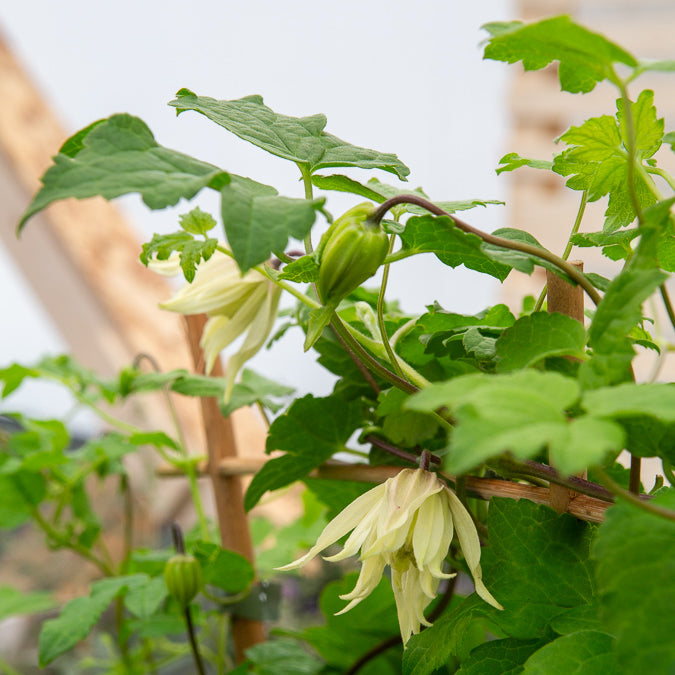 Clématite Amber - Clematis chiisanensis Amber - Willemse