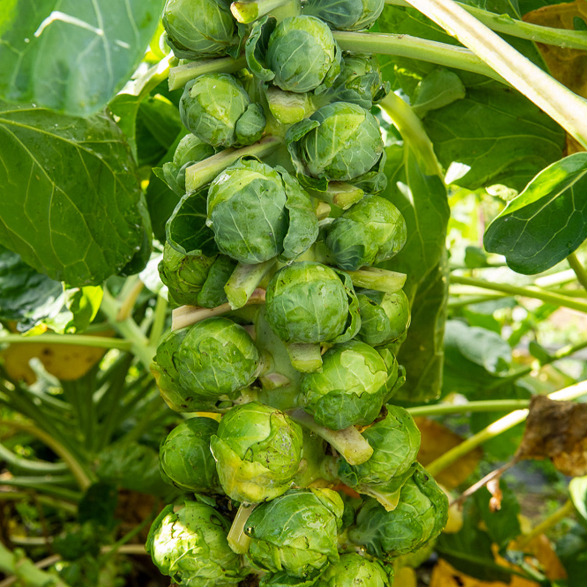 Chou de Bruxelles Igor F1 - Brassica oleracea gemmifera igor f1 - Willemse