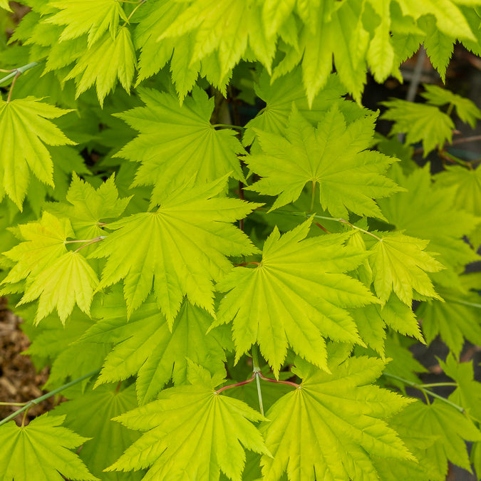 Erable du Japon doré - Acer shirasawanum aureum - Willemse