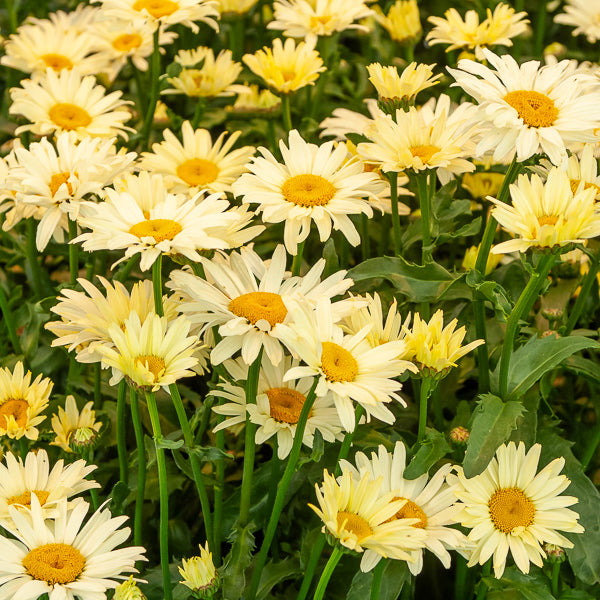 2 Marguerites d'été Banana Cream - Leucanthemum superbum banana cream - Willemse