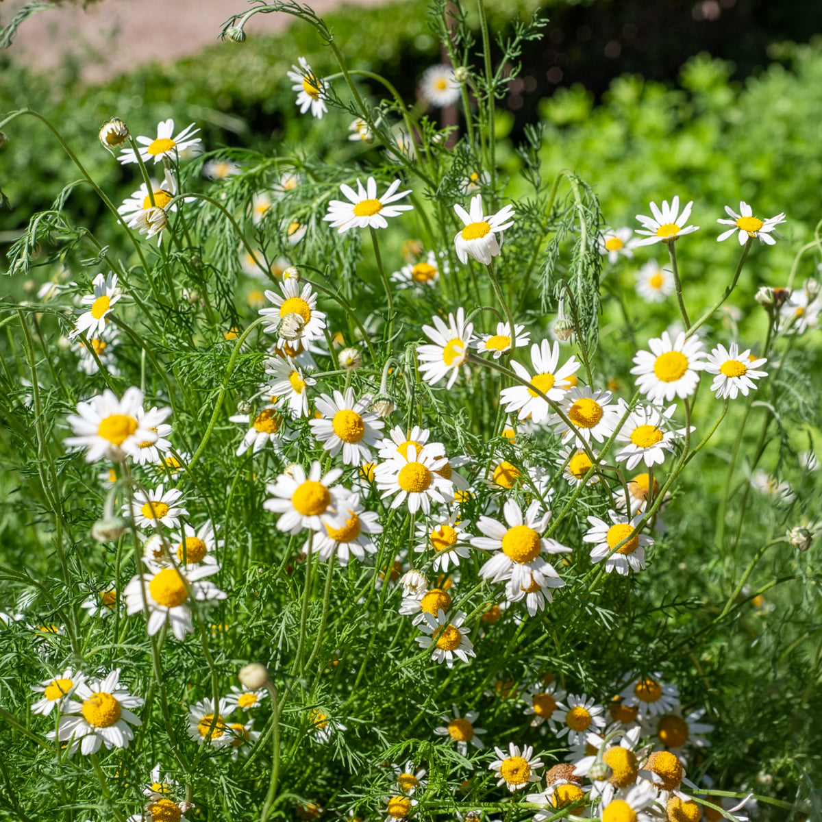 Camomille Allemande Bio - Matricaria recutita - Willemse