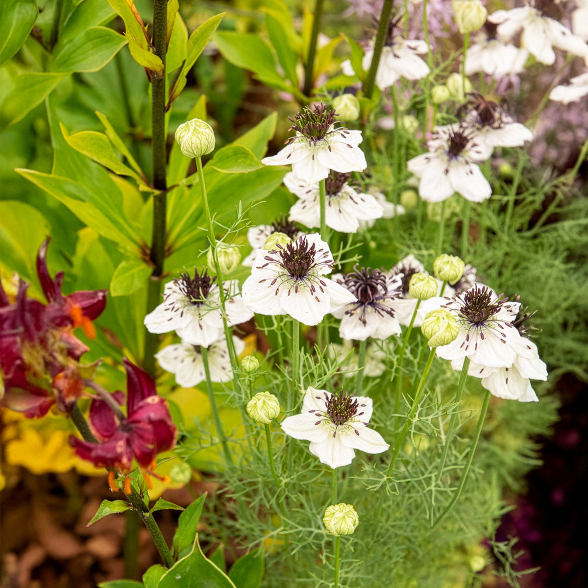 Nigelle d'Espagne African Bride - Nigella papillosa - Willemse