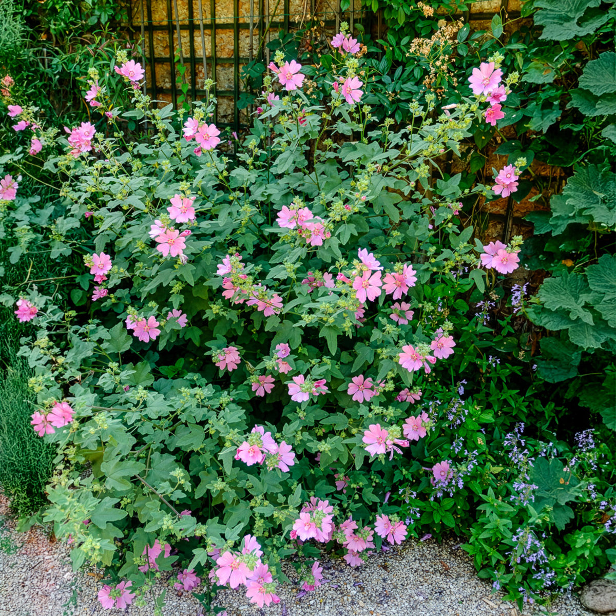 2 Lavatères - Lavatera - Willemse