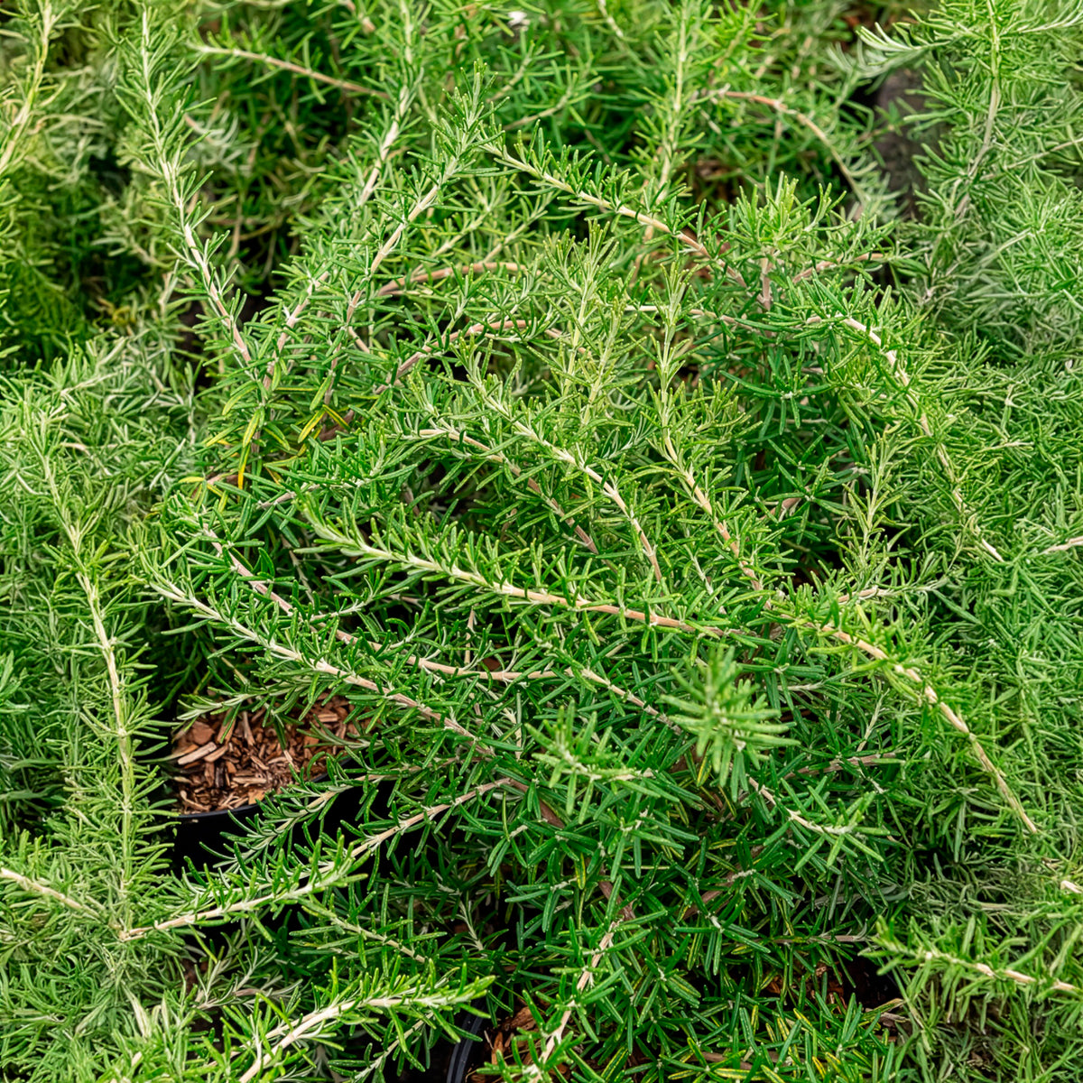 Romarin officinal rampant Pointe du Raz - Rosmarinus officinalis Pointe du Raz - Willemse