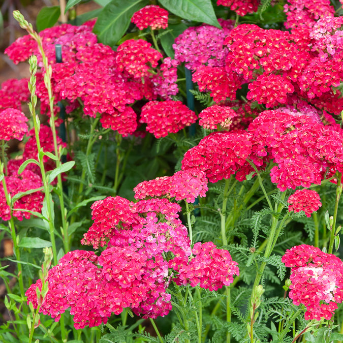 Achillée millefeuille Pomegranate - Achillea millefolium Pomegranate - Willemse