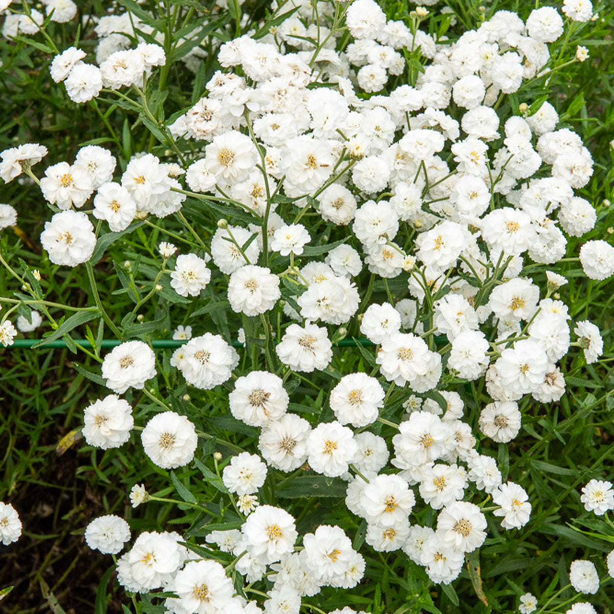 Achillée The Pearl - Achillea ptarmica the pearl - Willemse