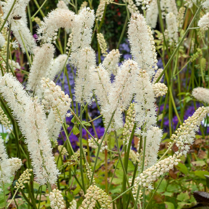 Cierge d'argent White Pearl - Actaea simplex white pearl - Willemse