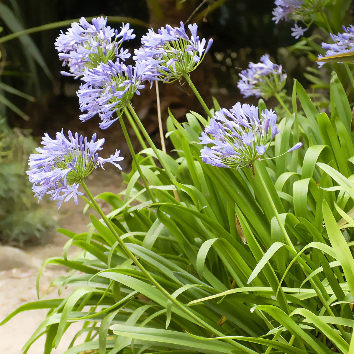 Agapanthe bleue - Agapanthus africanus - Willemse