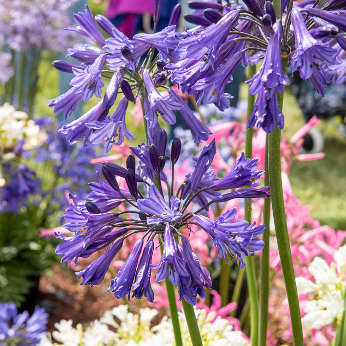Agapanthe praecox Black Pantha - Agapanthus Black Pantha - Willemse