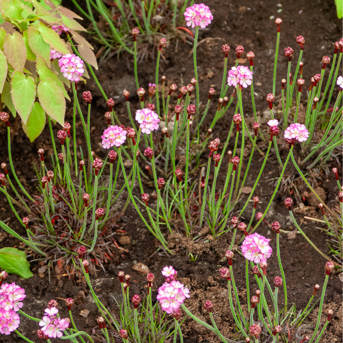 Gazon d'Espagne rose - Armeria maritima Rosea Compacta - Willemse