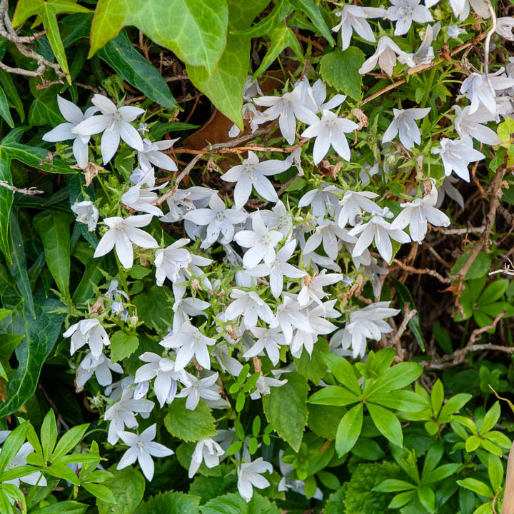 Campanule des murets E.H. Frost - Campanula poscharskyana E.H. Frost - Willemse