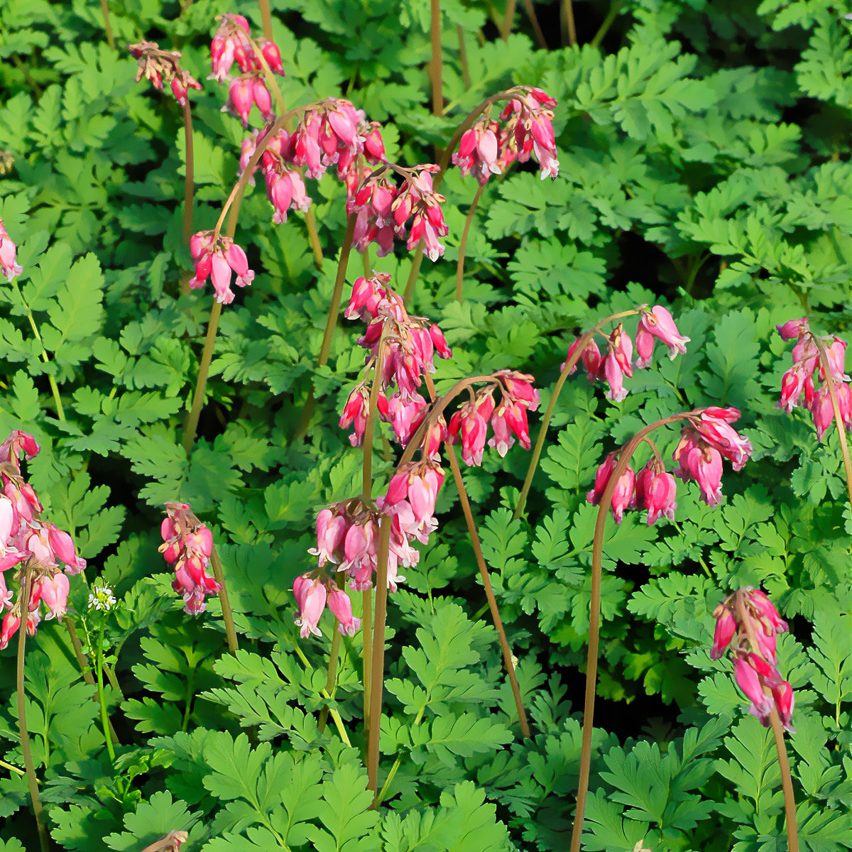 Coeur de Marie de Formose Luxuriant - Dicentra formosa luxuriant - Willemse