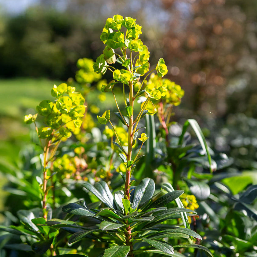 Euphorbe de Mrs. Robb - Euphorbia amygdaloides subsp. robbiae - Willemse