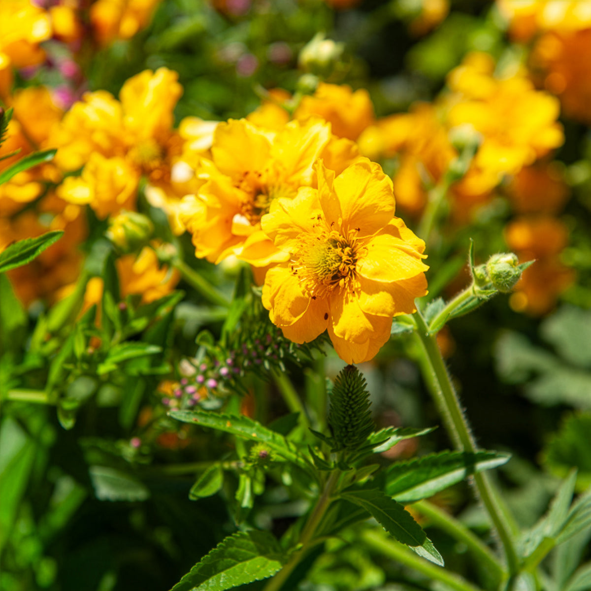 Benoîte Lady Stratheden - Geum chiloense Lady Stratheden - Willemse