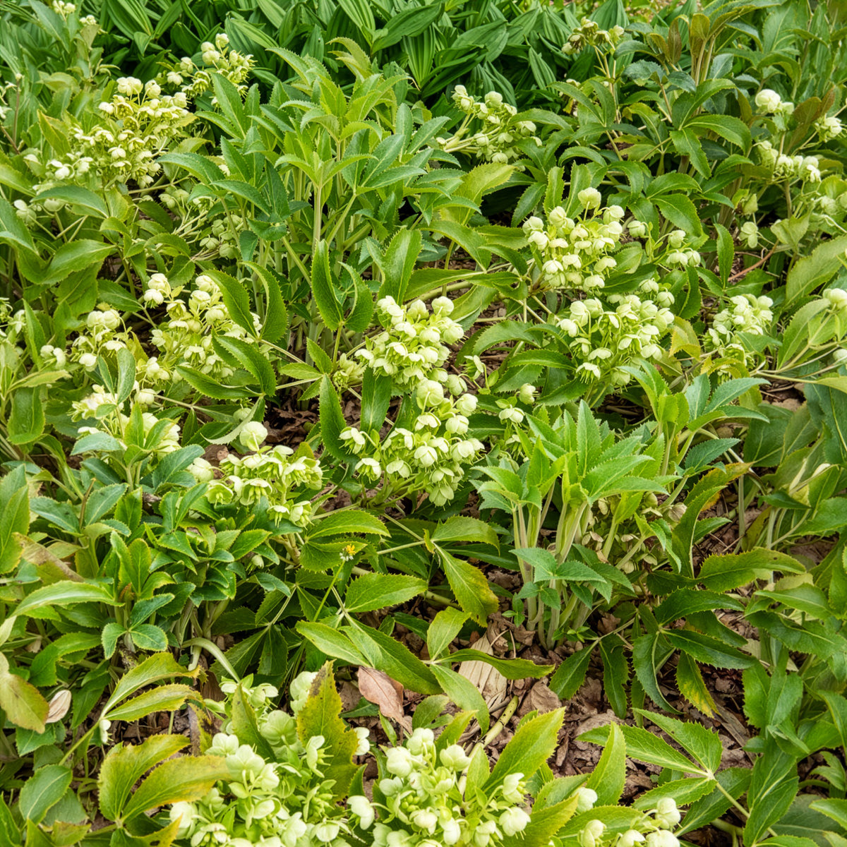 Hellébore de Stern - Helleborus sternii - Willemse