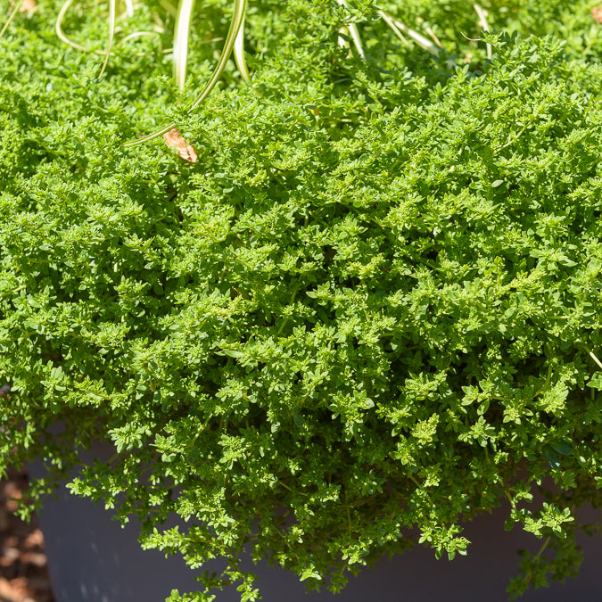 Herniaire glabre Turquette - Herniaria glabra - Willemse