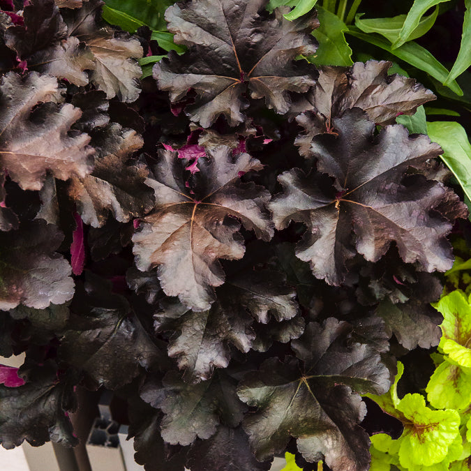 Heuchère Black Pearl - Heuchera Black Pearl - Willemse