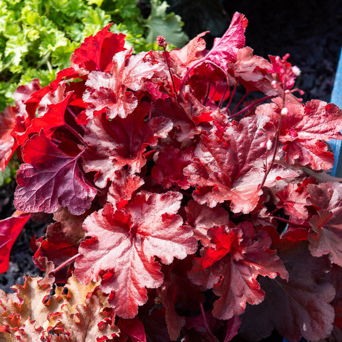 Heuchère Forever Red - Heuchera forever red ( forever series ) - Willemse