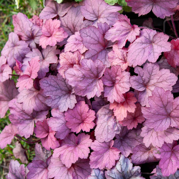 Heuchère Georgia Plum - Heuchera georgia plum - Willemse