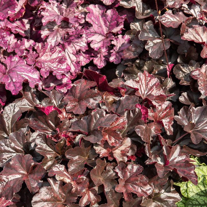 Heuchère Obsidian - Heuchera obsidian - Willemse