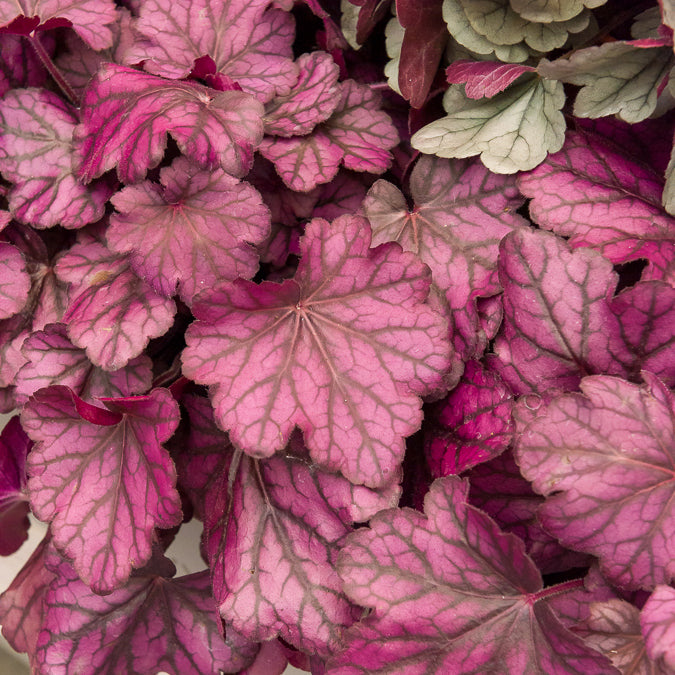 Heuchère Wild Rose - Heuchera Wild Rose - Willemse