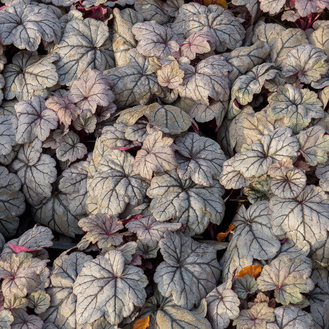 Heuchère Sugar Plum - Heuchera Sugar Plum - Willemse