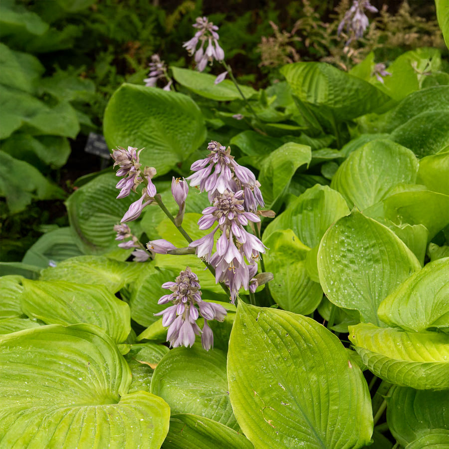 Hosta Sum and Substance - Hosta sum and substance - Willemse
