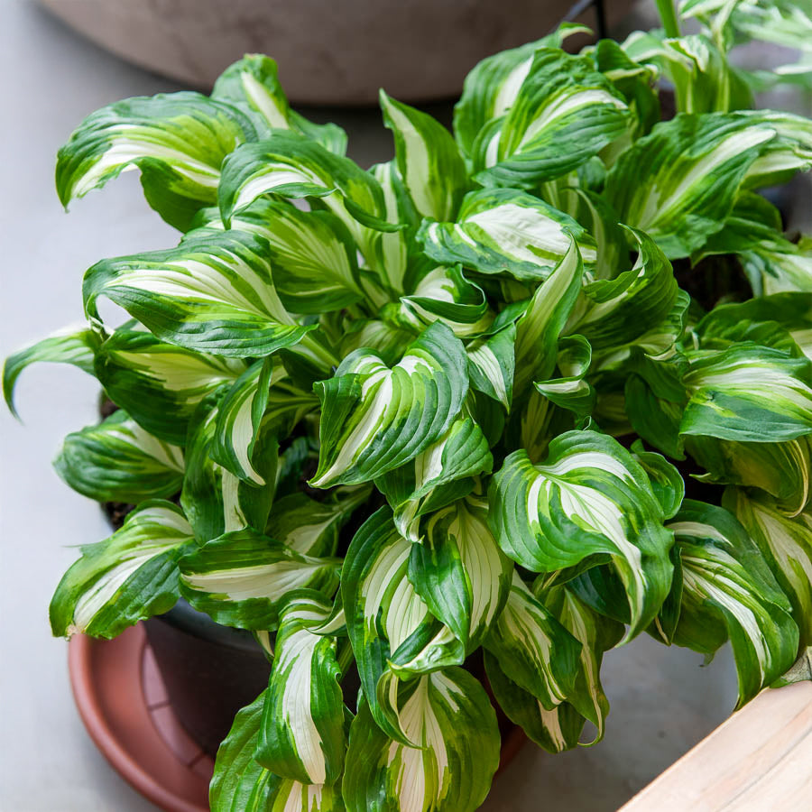 Hosta à feuilles ondulées Mediovariegata - Hosta undulata mediovariegata - Willemse