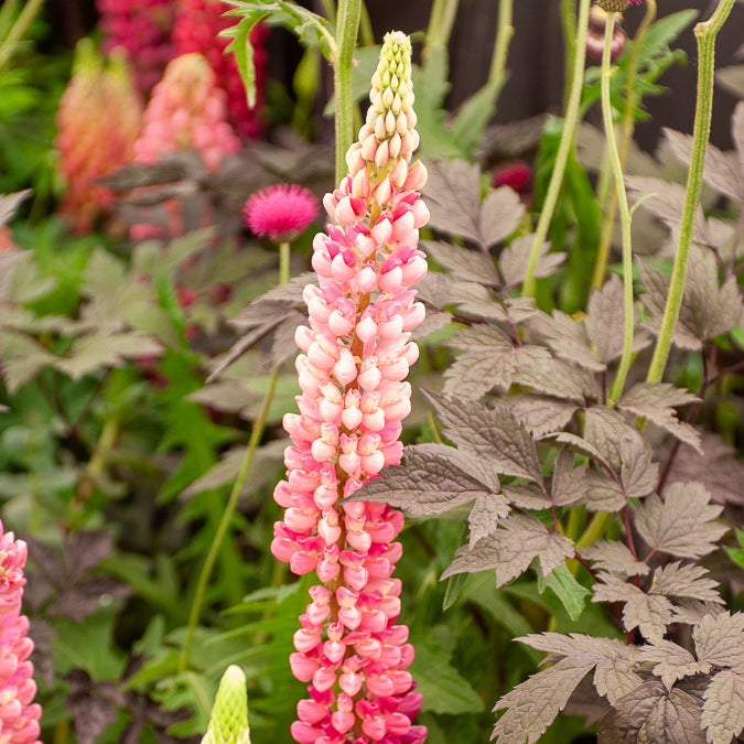 Lupin Gallery Pink - Lupinus Gallery Pink - Willemse