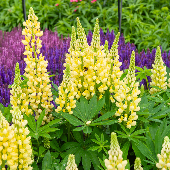 Lupin Gallery Yellow - Lupinus Gallery Yellow - Willemse