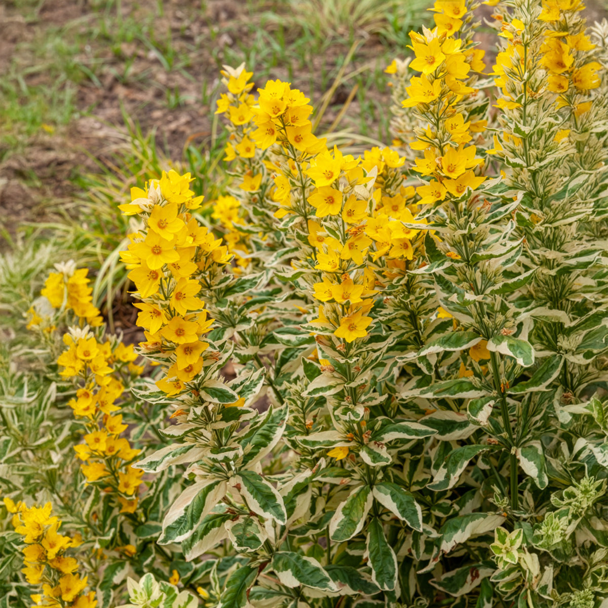 Lysimaque ponctuée Alexander - Lysimachia punctata Alexander - Willemse