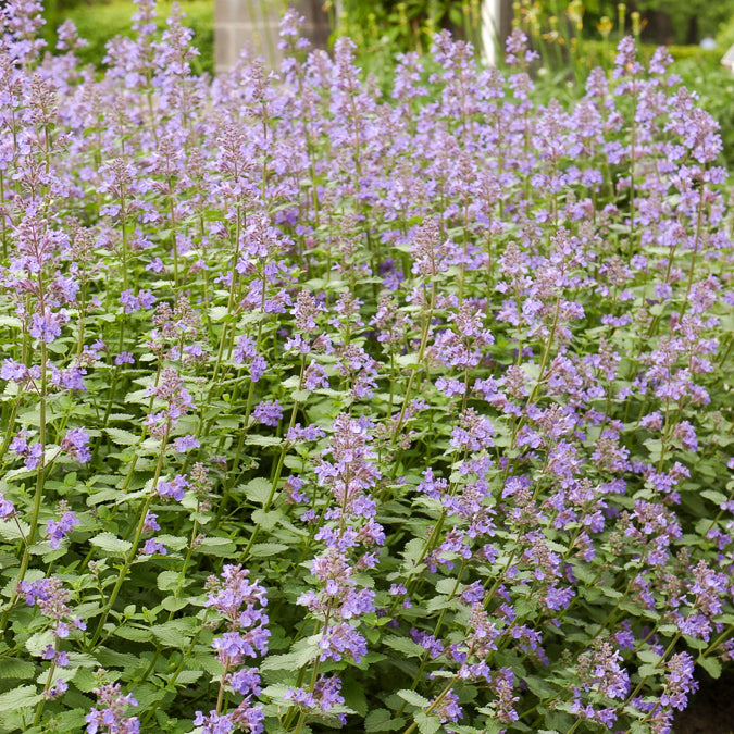Nepeta Dropmore - Nepeta faassenii Dropmore - Willemse