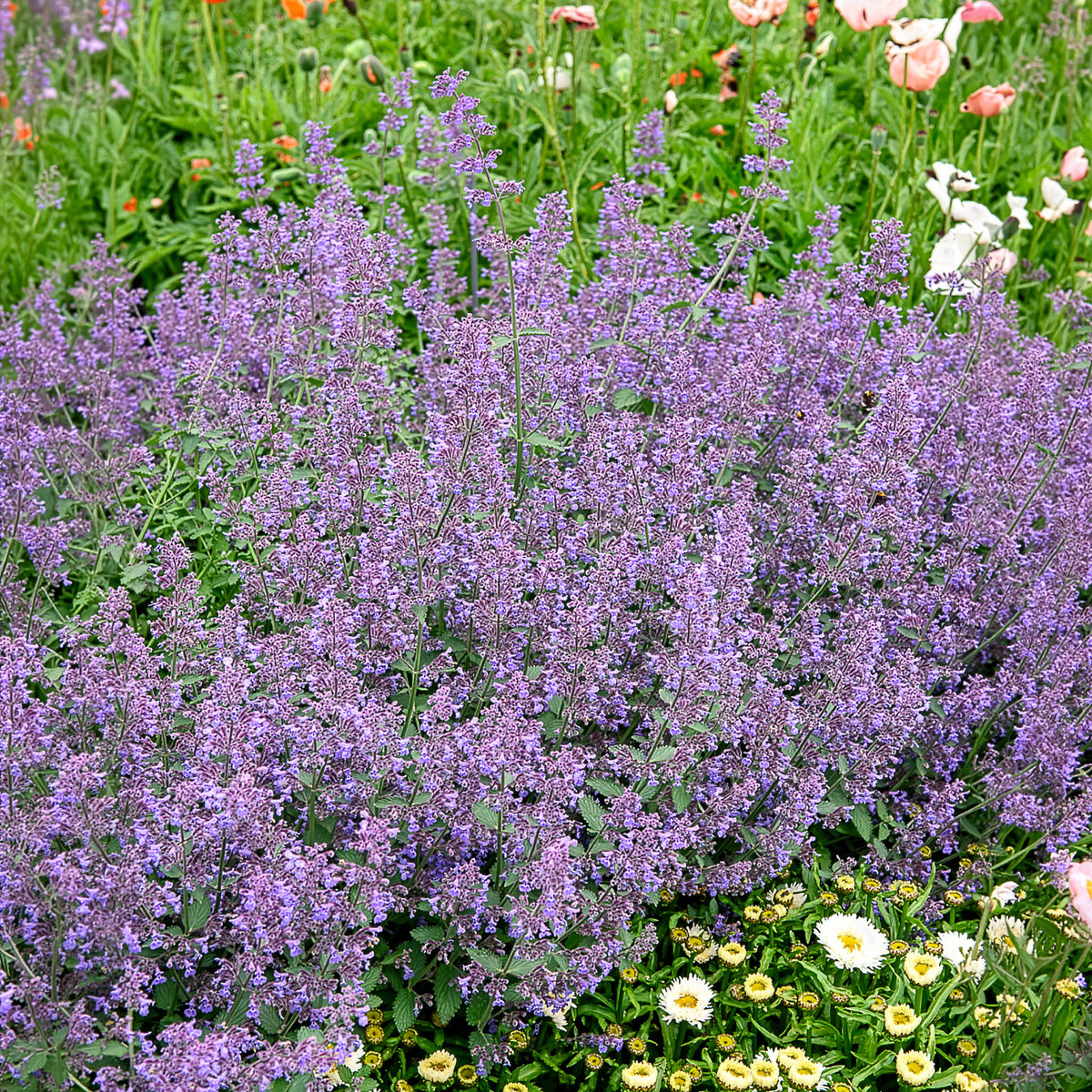 Nepeta Six Hills Giant - Nepeta faassenii six hills giant - Willemse