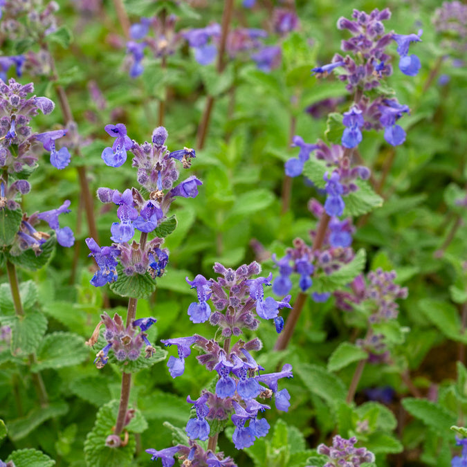 Nepeta mussinii - Nepeta mussinii - Willemse