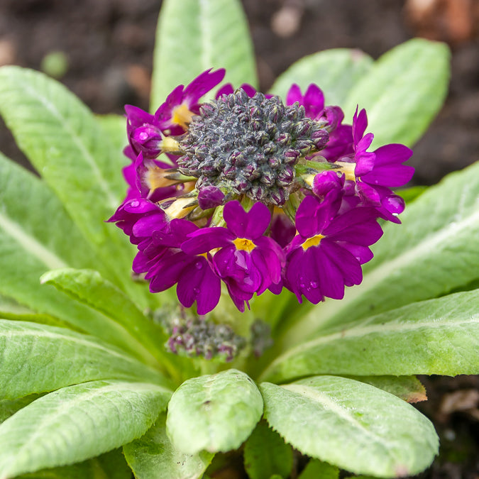 Primevère dentelée Rubin - Primula denticulata Rubin - Willemse