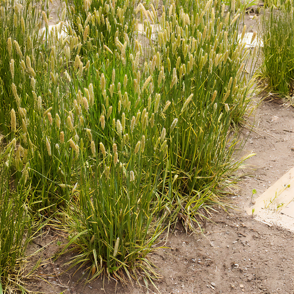 Vulpin des prés panaché - Alopecurus pratensis Aureovariegatus - Willemse