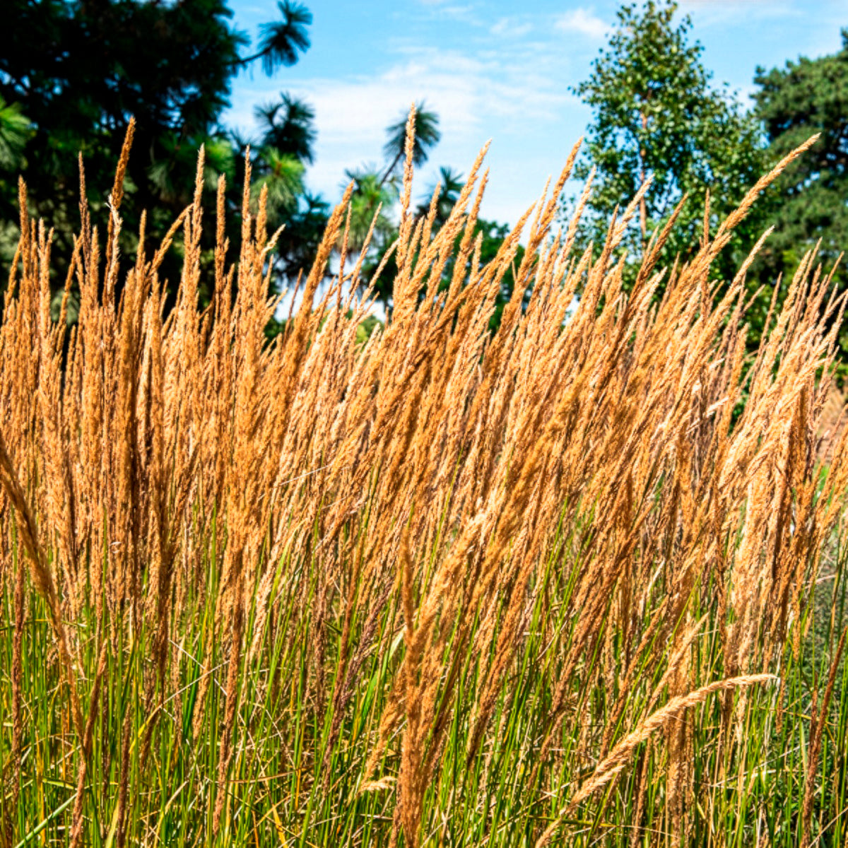 Calamagrostide érigée Karl Foester - Calamagrostis x acutiflora Karl Foerster - Willemse