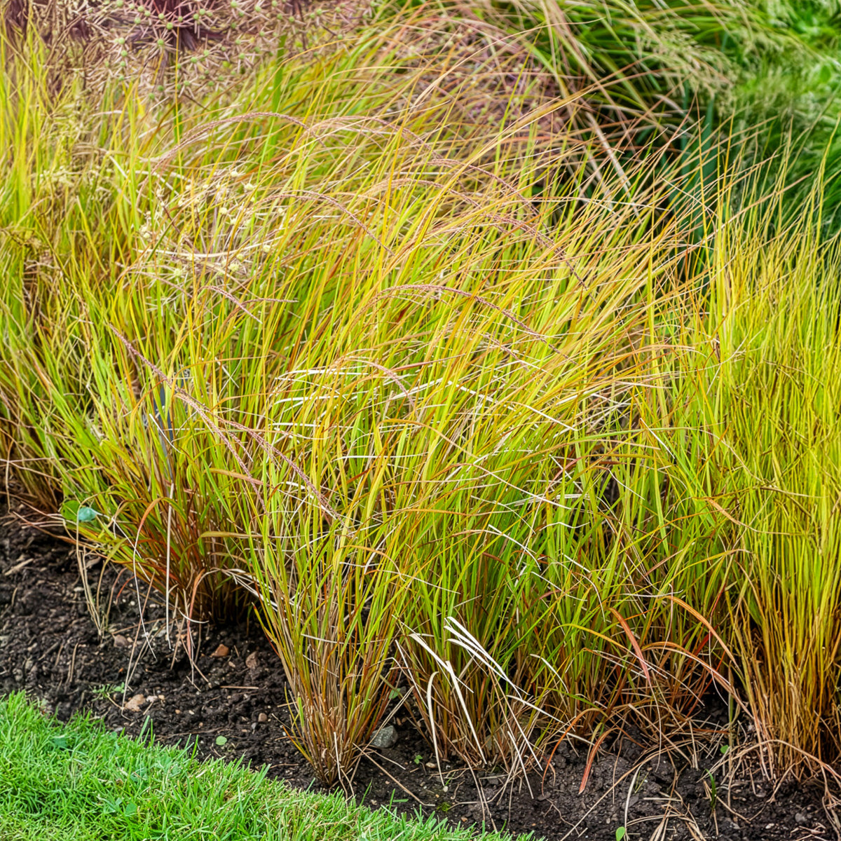 Stipa arundinacea - Stipa arundinacea - Willemse