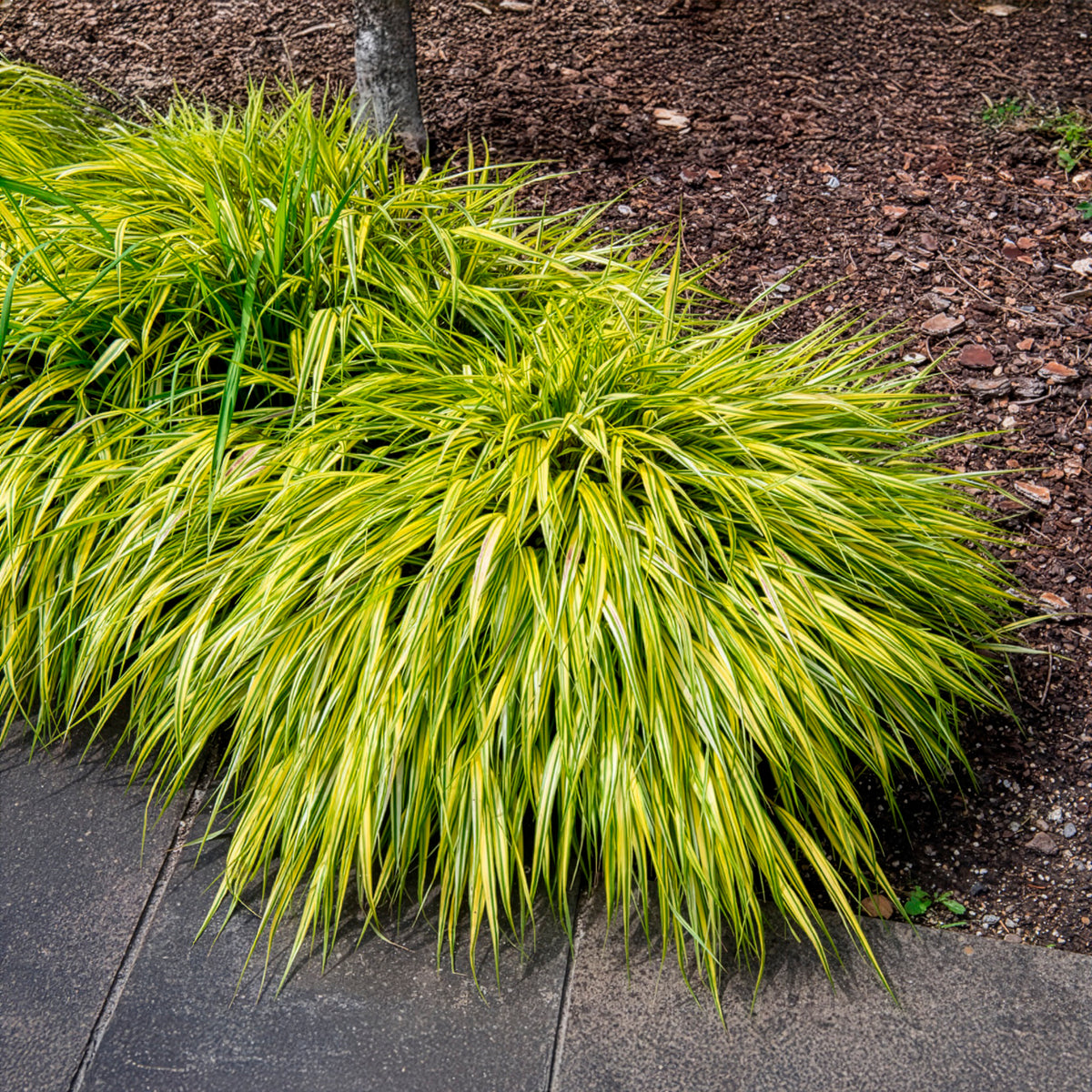 Herbe du Japon panachée Aureola - Hakonechloa macra aureola - Willemse