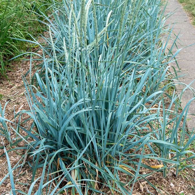 Seigle de mer (espèce protégée ne plus commercialiser) - Leymus arenarius - Willemse