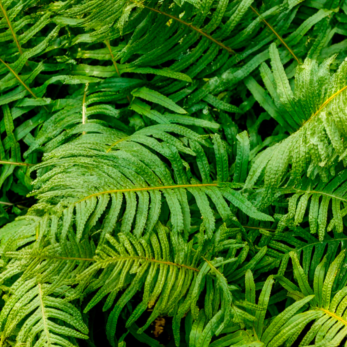 Polypode commun - Fougère - Polypodium vulgare - Willemse