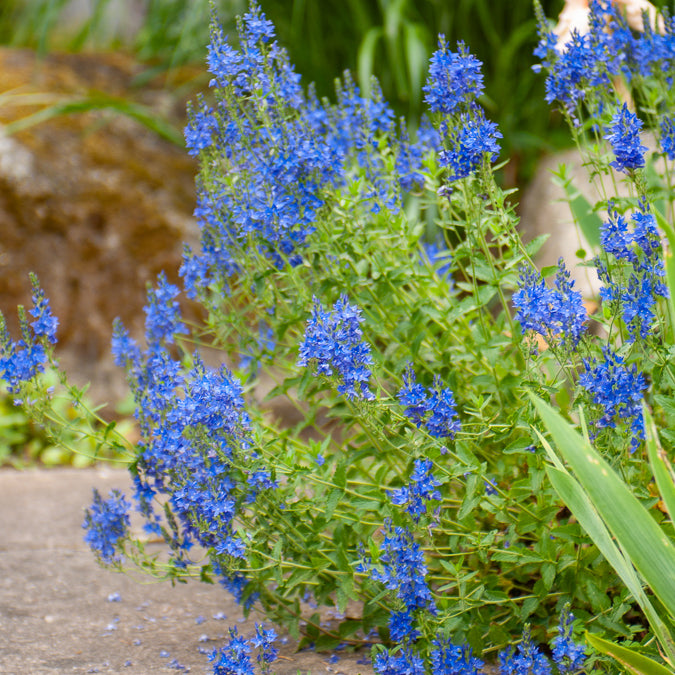 Véronique d'Autriche Royal Blue - Veronica austriaca Royal Blue - Willemse
