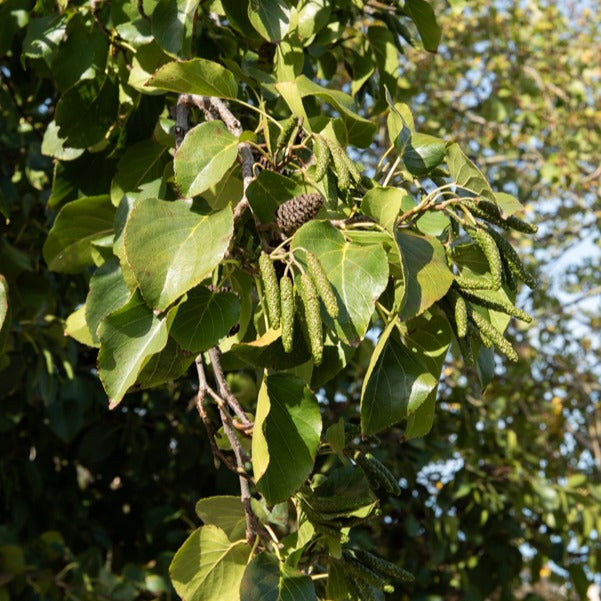 Aulne de Corse - Alnus cordata - Arbres