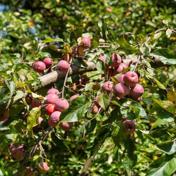 Malus 'liset'