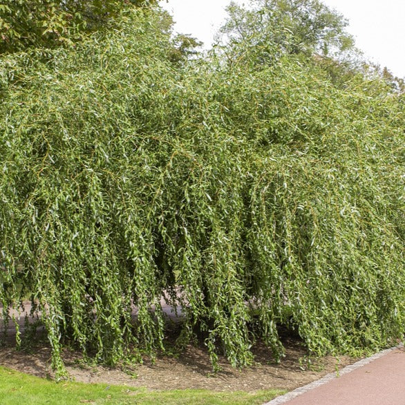 Saule pleureur tortueux, grand arbre facile